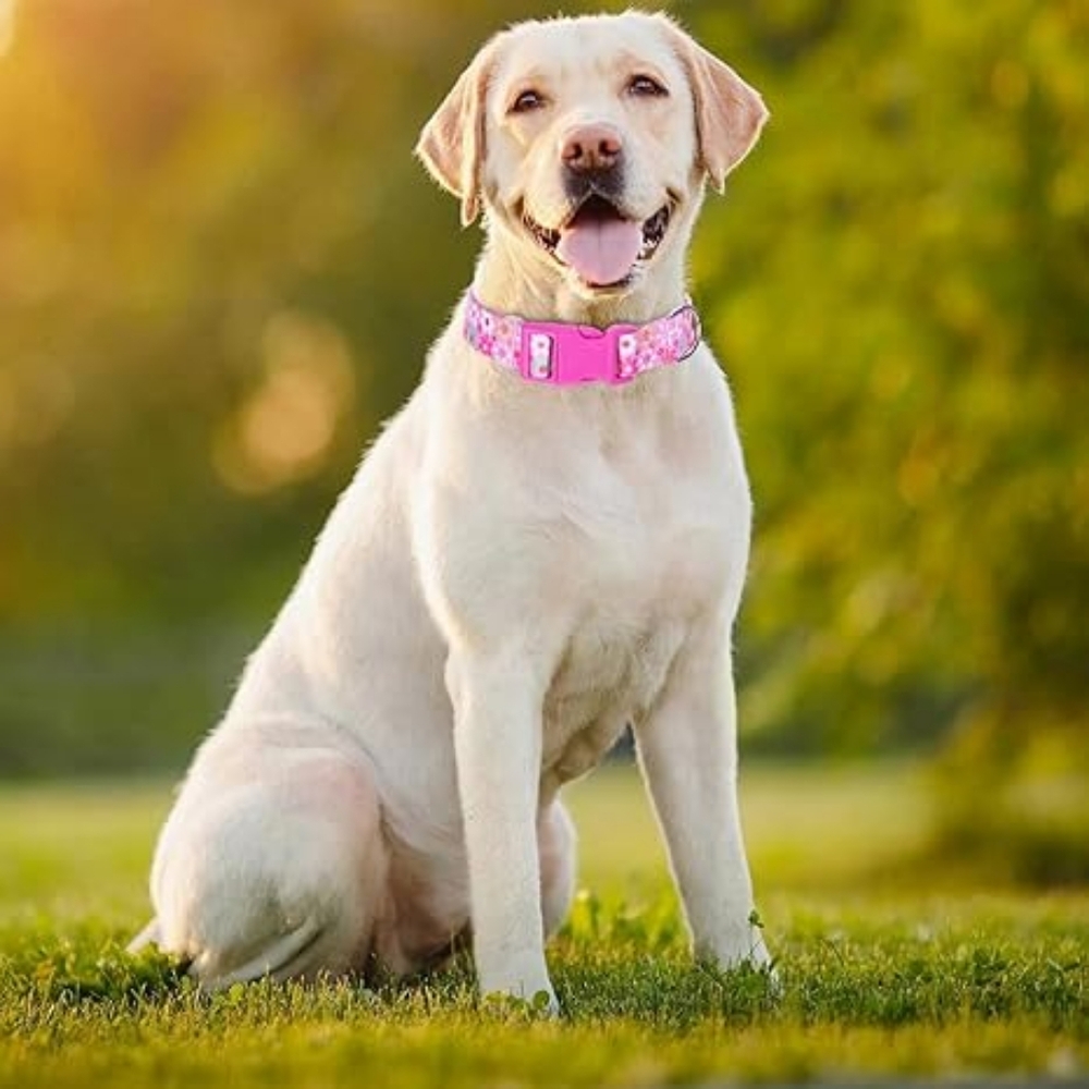 Floral Dog Collar – Adjustable Nylon, Soft, Durable, Pink Buckle (Large)